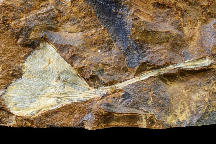 Fossil Ginkgo Leaf From North Dakota - Paleocene #163205